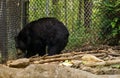 North Carolina Black Bear - Ursus americanus